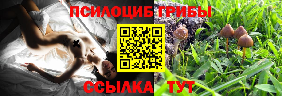 Курск  наркотики  Вход с VPN  Галлюциногенные грибы MAGIC MUSHROOMS  Псилоцибиновые грибы Psilocybine cubensis 